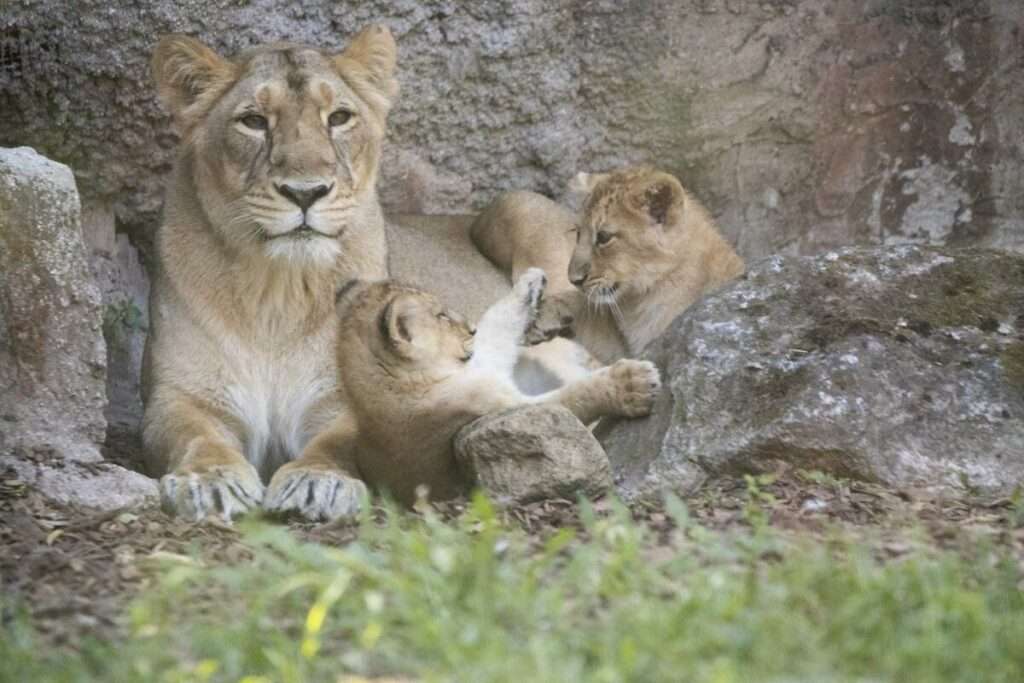 Asiatic lion