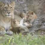 Asiatic lion
