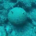 narki thalassa vythos