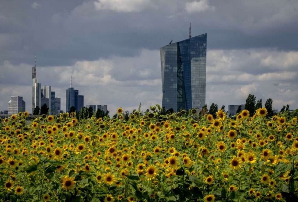 EBC sun Flowers