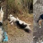 filipiada kynokomeio 2