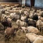 kopadi provaton sto stavlo tis ekmetalleysis 206746583