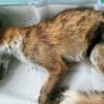 310508379 436871078551328 7815666545709152467 n