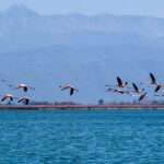 amvrakikos 001 logarou 0071