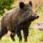 anapiros thesaloniki 768x480 1