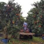 portokalia kalyvia diakinishi 2