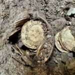 the coin hoard in situ copy e1662709819921