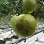 313137105 544196187712647 1220464107772363512 n 1