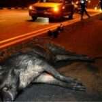 agriogoyroyno trochaio nychta