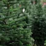 elata veltiwmenhs paragwghs tha pwlithoun gia prwth fora sth gallia 696x461 1