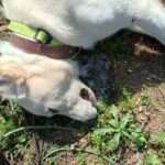 eleftherithesprotiasdilitiriasmenosskylos3 11 2022 1