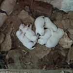 filiates koytavia 1068x799 1