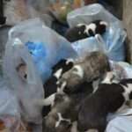 koutavakia 696x464 1