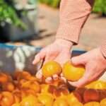 mantarini 3 700x385 1