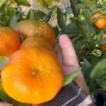 mantarinies oz87f2462801g88t3nowzo1ys7pczp5kcemf8taqbc