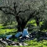 elies linatses sakia