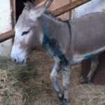 gaidaros pu5sd9wy2n1aioi3sr83hm63azoca3wyw5wq5qzhdk 252863 356368 type13262