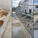 dimotikokynokomeioigoumenitsasskylia22 12 2022 0 612x408 1