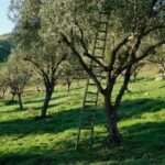 olive tree pruning 2 thumb large thumb large