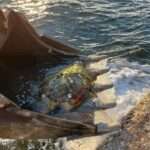 328907728 586253719602640 422489242276695239 n