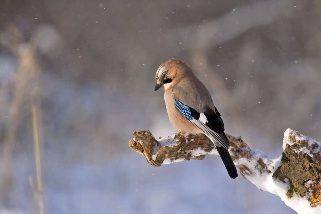 bird snow