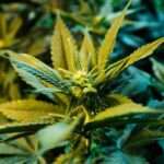 CE9CCEB1CF81CEB9CF87CEBFCF85CEACCEBDCEB1