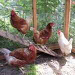 chickens