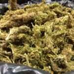 ergostasio kannavis 5 768x576 1