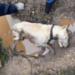 pediniioanninonskyloskolaroilektrosok7 3 2023 2