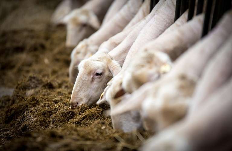 sheep 348627