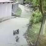 katsis e1675512144164