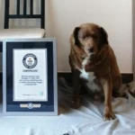 Bobi with his Guinness World Records certificate tcm25 736303