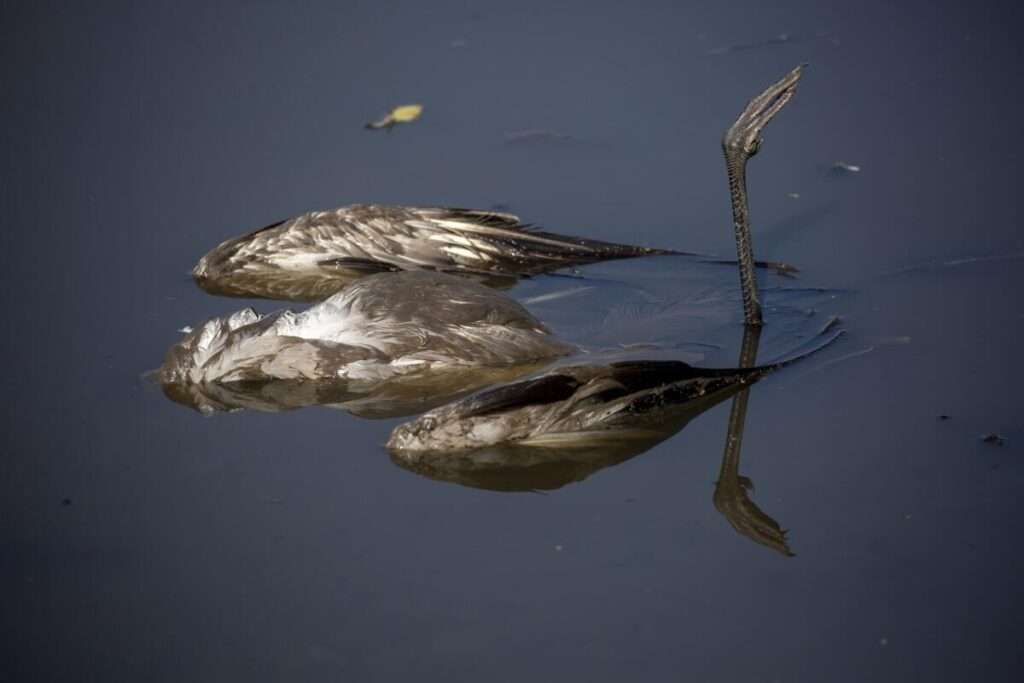 Brazil bird Flu