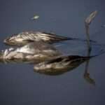 Brazil bird Flu
