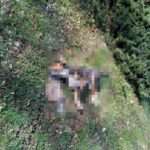 foles foyrka 696x928 1