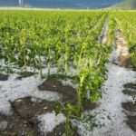 katastrofes drepano2