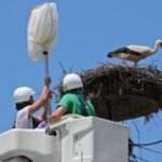 pelargoi pogoni q8by68gyfvhxalp6g6cyxfjle012axutiogozj6f20