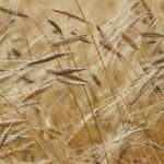 pexels pixabay 40384 scaled 1