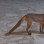 stigmiotypo othonis 421