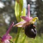 ophrys argolica 2
