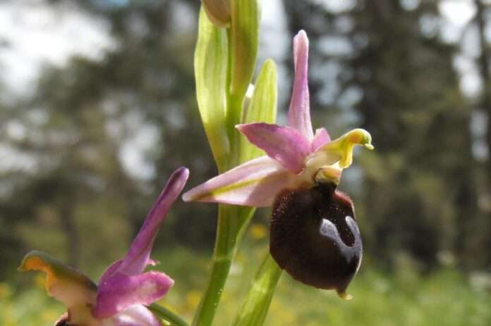 ophrys argolica 2