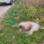 417532654 10228550571341254 2989105419775787376 n 1 1