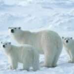 InternationalPBDayFlex 1