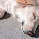 kthnwdia prebeza skylos