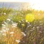 pexels megan newman 837494 1 scaled