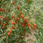 goji berry plants 1
