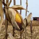 shutterstock 1826119061 1