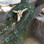 AP24352371543616 scaled 1