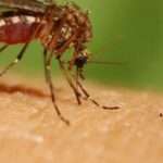 kounoupia 1 1021x580 1 1