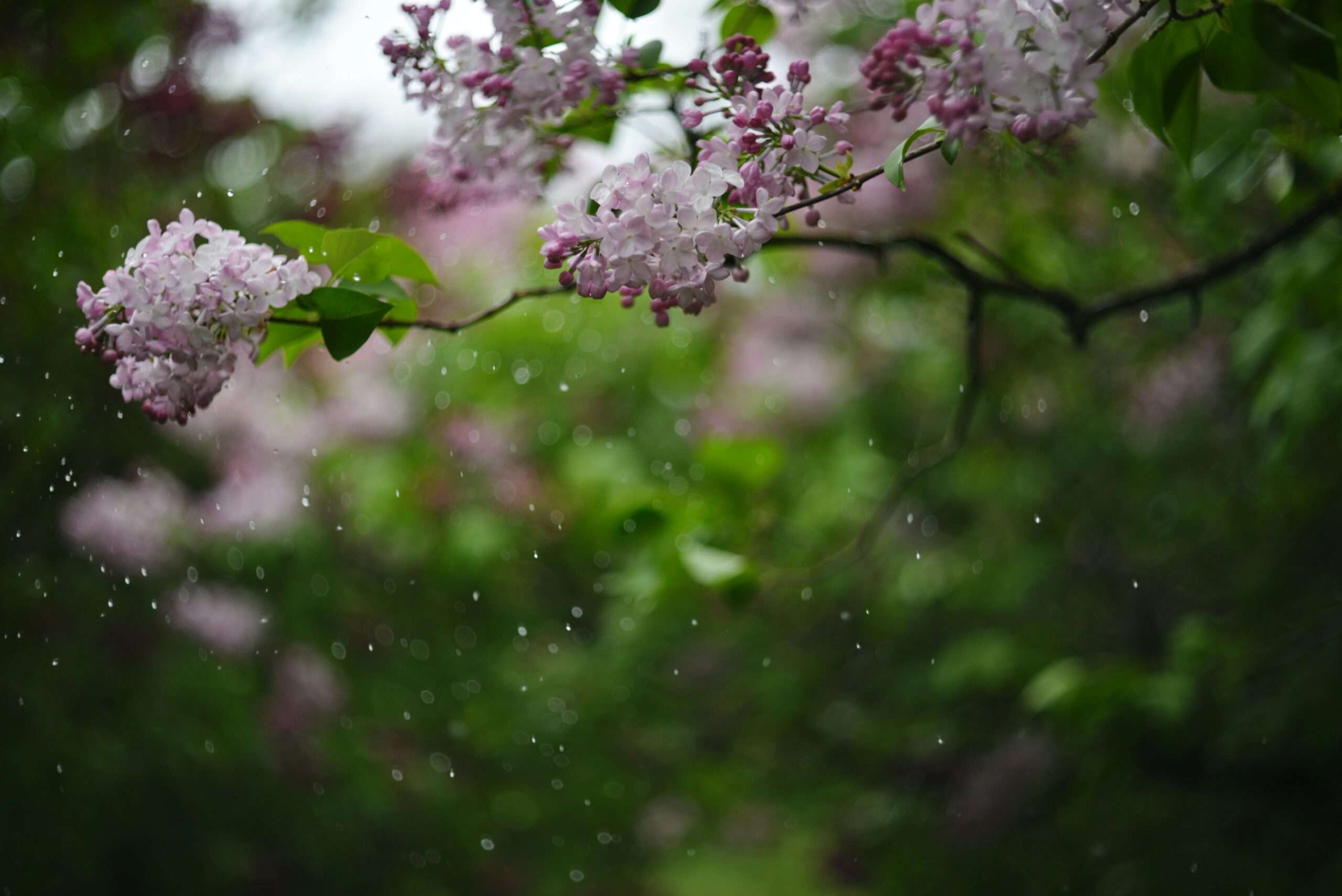 liana s HRDydB wq10 unsplash scaled